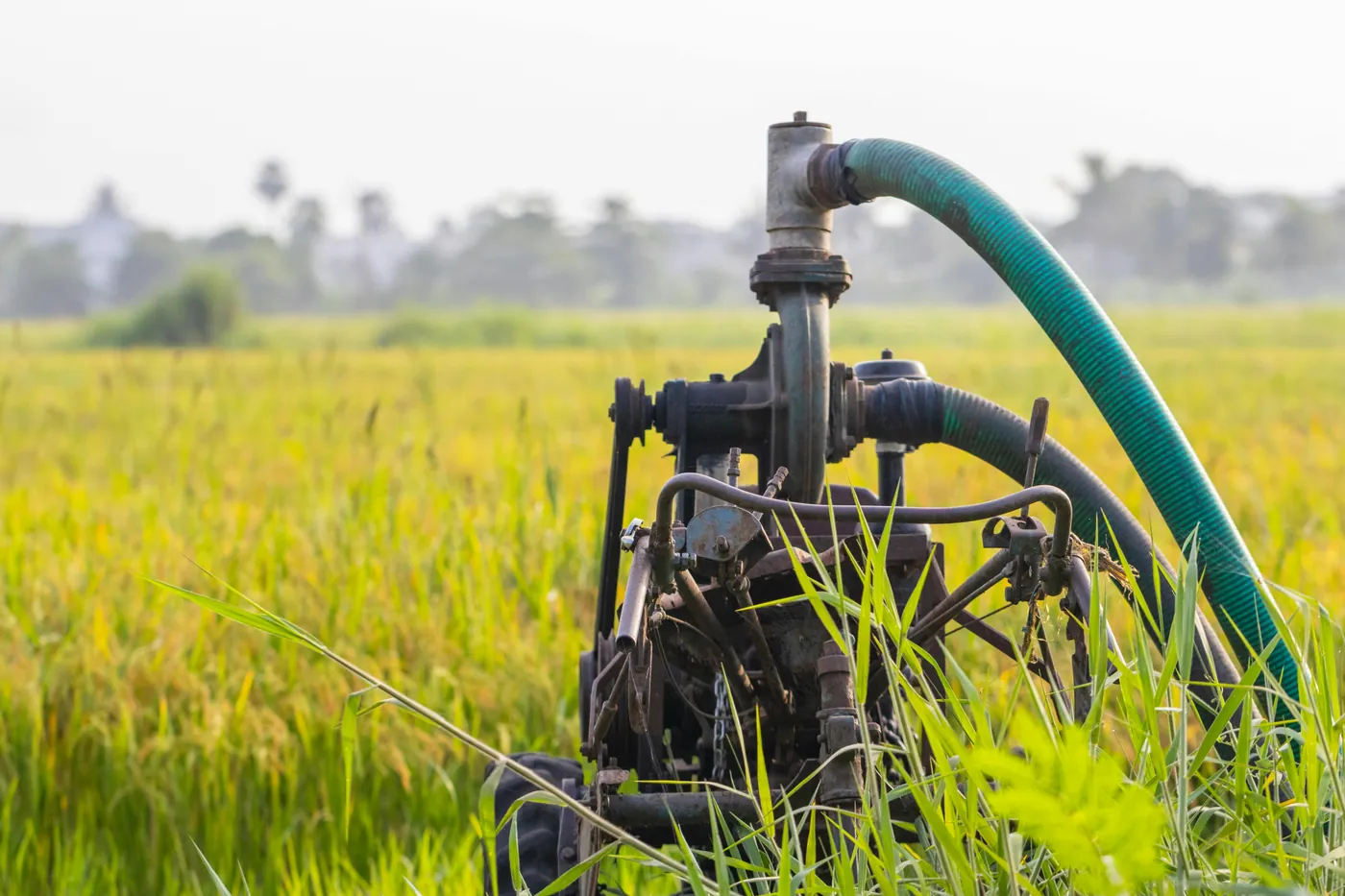 Irrigation water flowing across a farm field